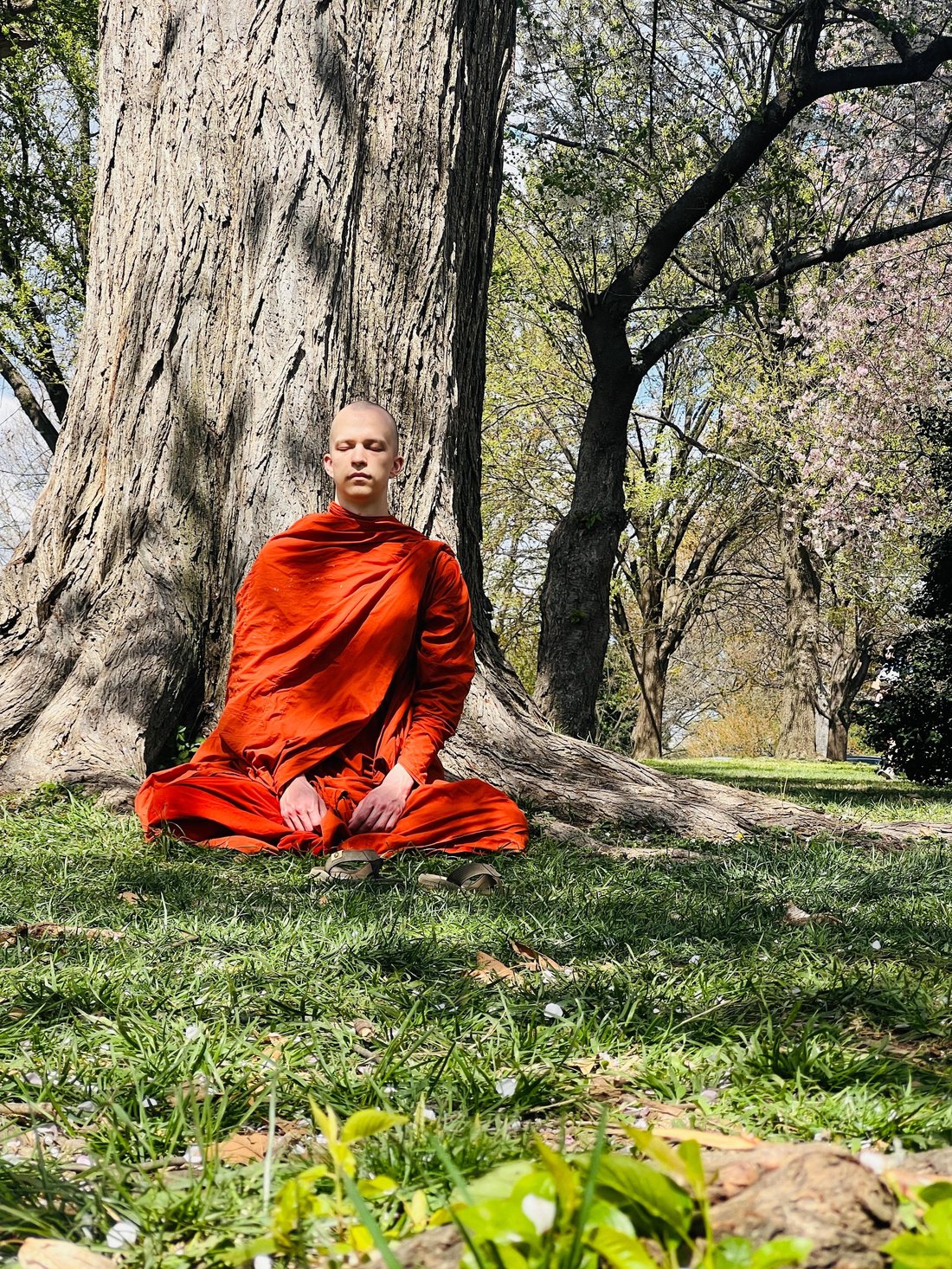 Events Calendar 9 A monk in orange robes sits in silent meditation beneath a large tree with cherry blossoms at Buddha Meditation Center DC